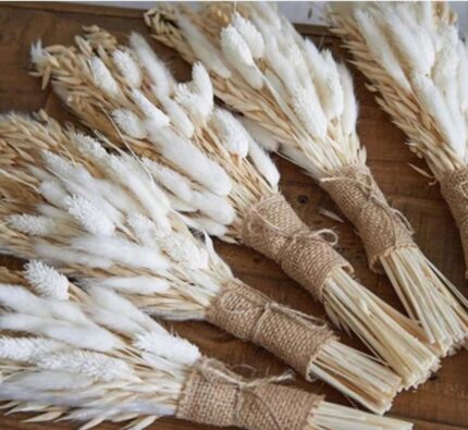 Bunny tail dried flowers
